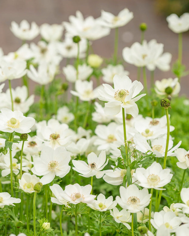 Flower BulbsThe Bride Bulbs UK - 1