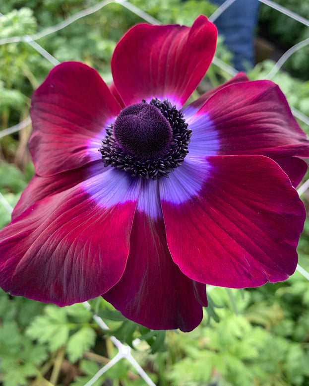 Anemone 'Mistral® Vinato'