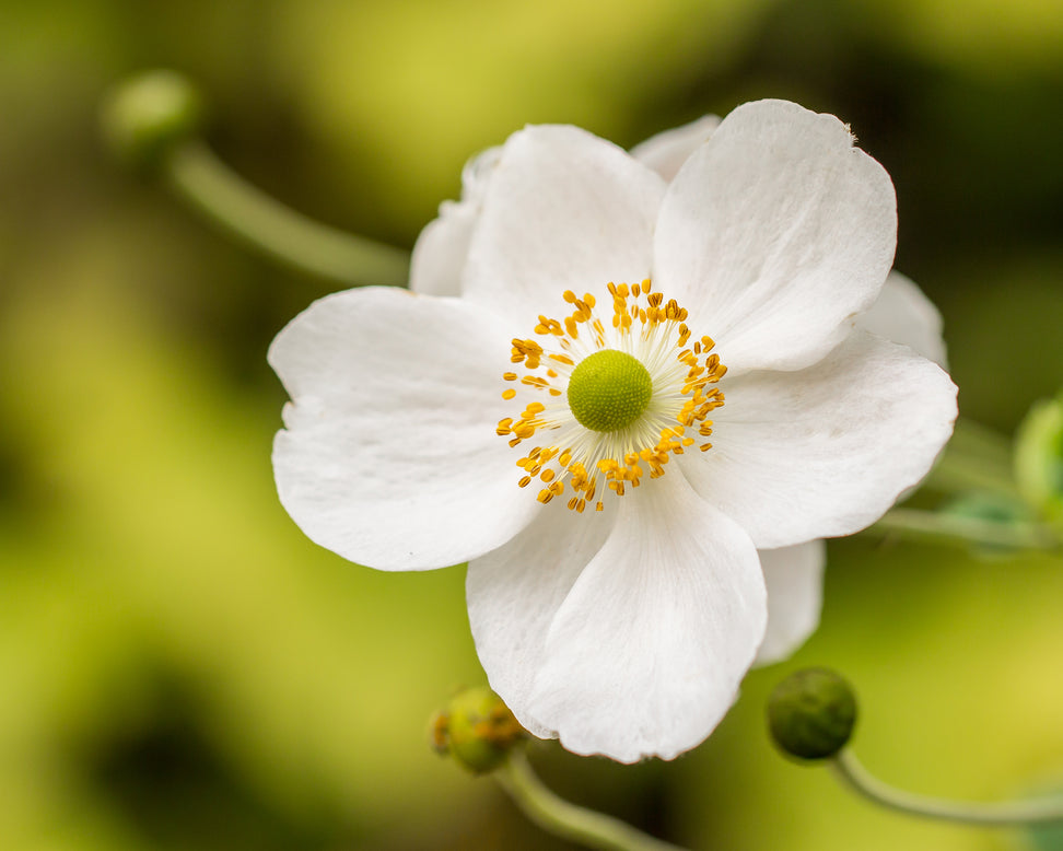 Anemone 'Whirlwind'