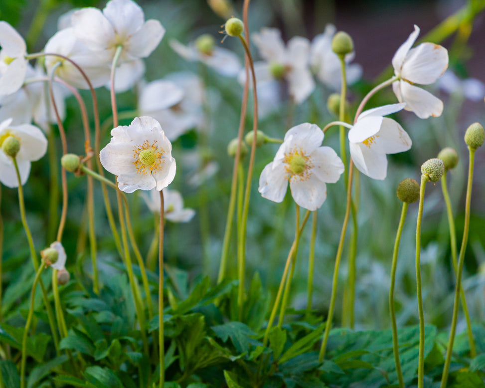 Anemone 'Whirlwind'