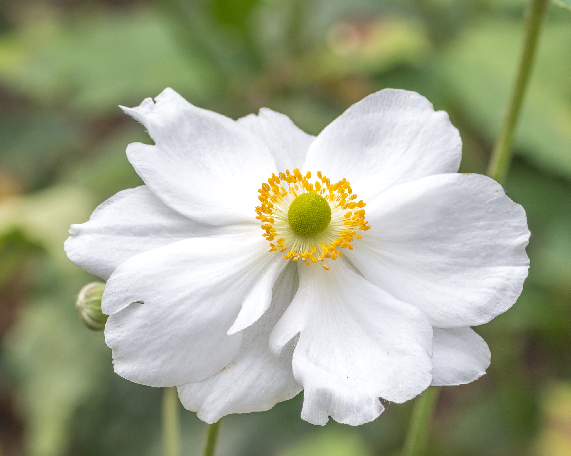 Anemone × hybrida 'Whirlwind' bare roots | Buy white Japanese anemones ...