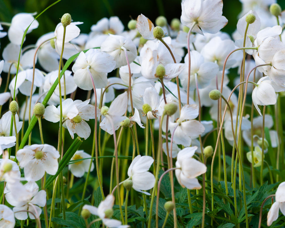Anemone 'Whirlwind'