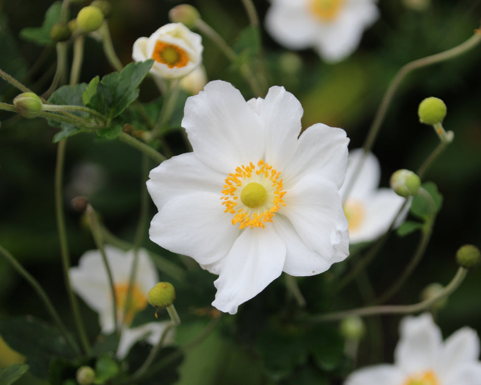 Anemone 'Whirlwind'