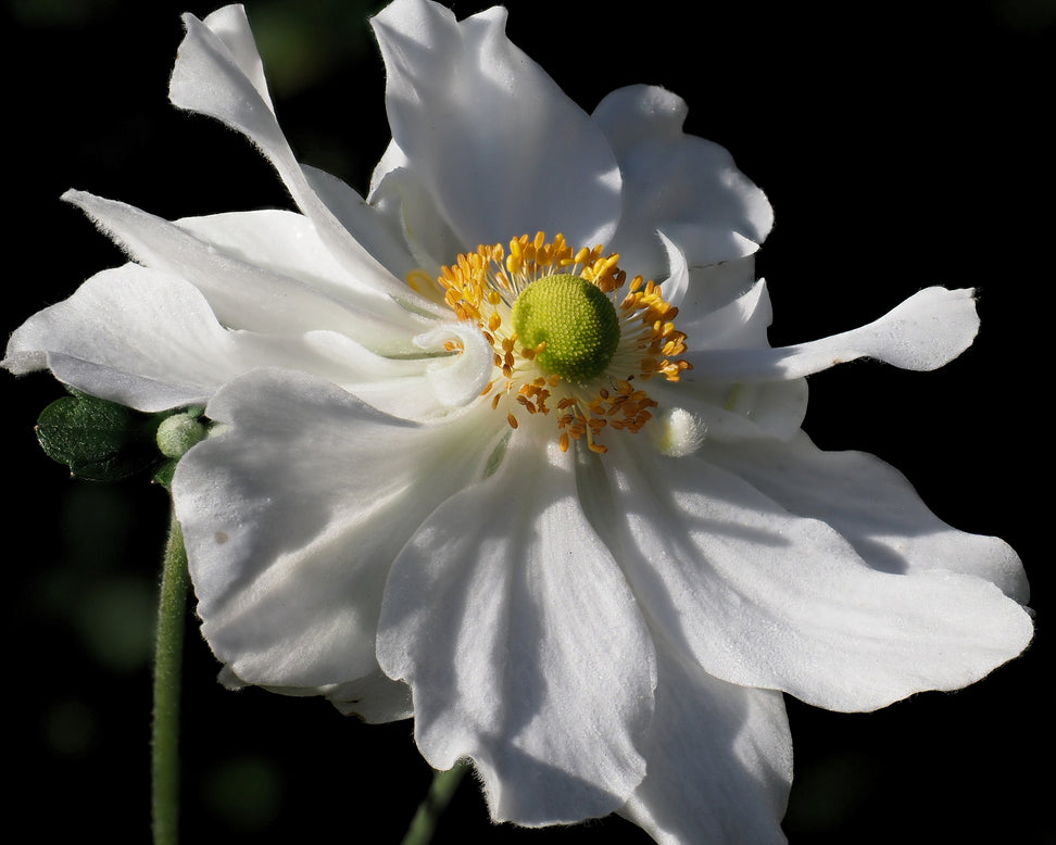 Anemone 'Whirlwind'