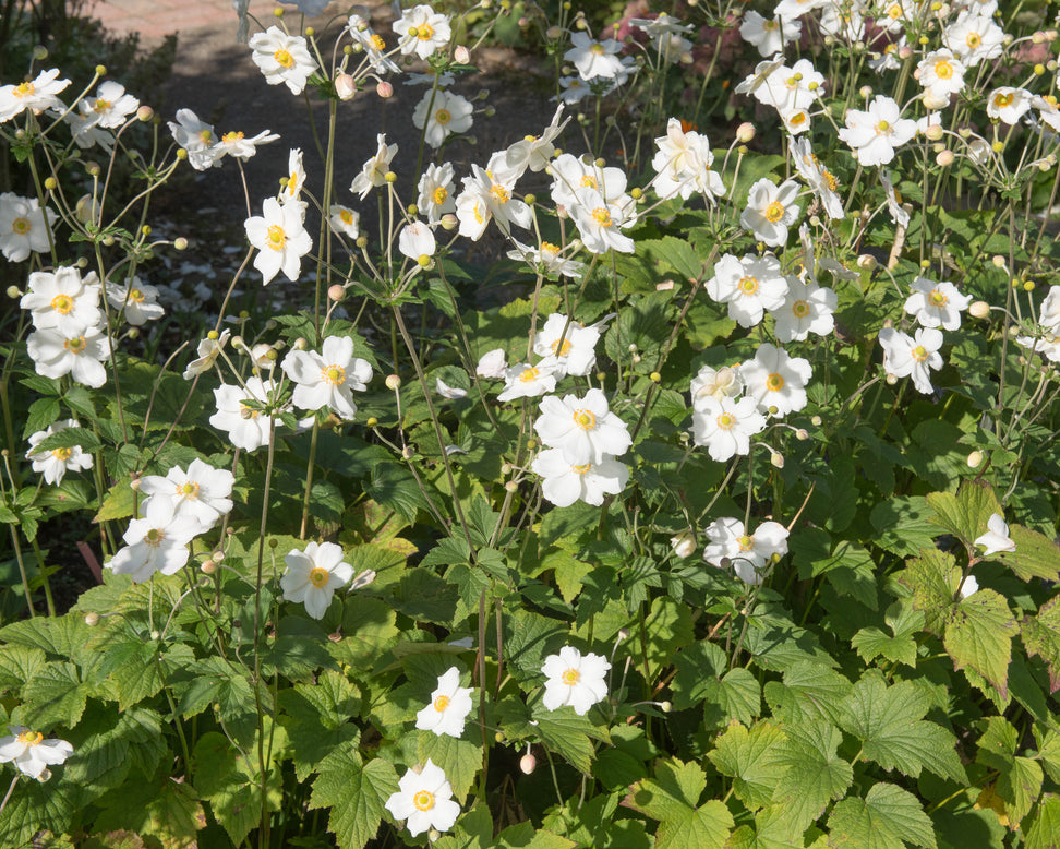 Anemone 'Whirlwind'