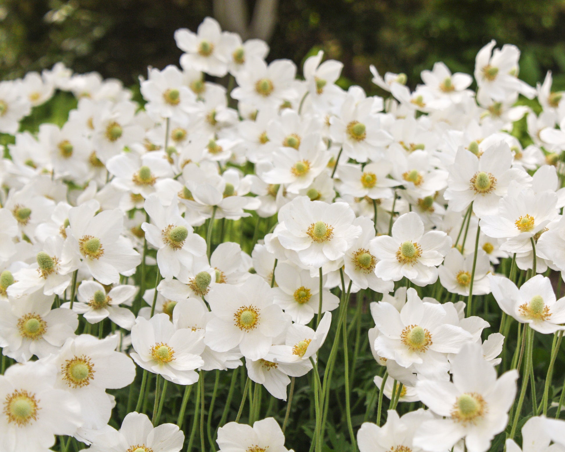 Anemone × hybrida 'Whirlwind' bare roots | Buy white Japanese anemones ...
