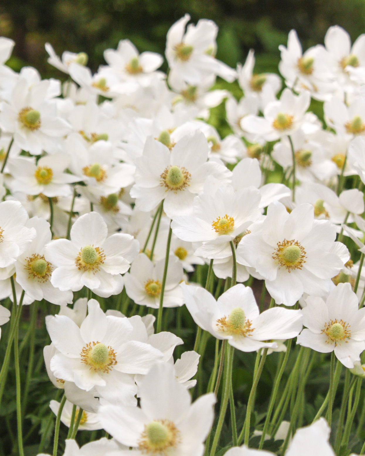 Anemone × hybrida 'Whirlwind' bare roots | Buy white Japanese anemones ...