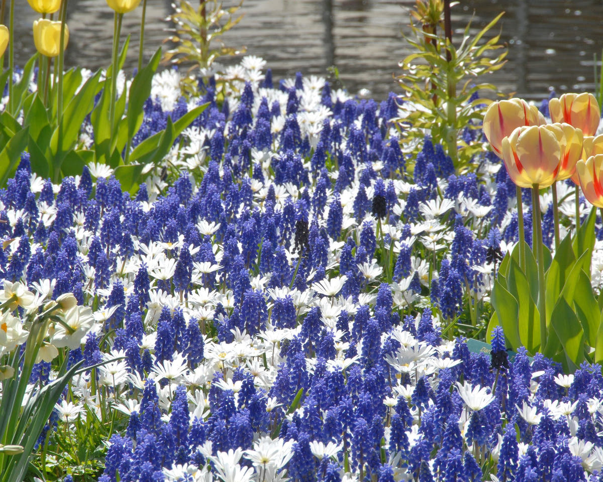 Flower BulbsWhite Splendour Bulbs UK - 4