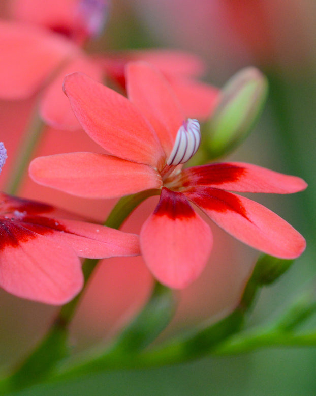 Anomatheca laxa