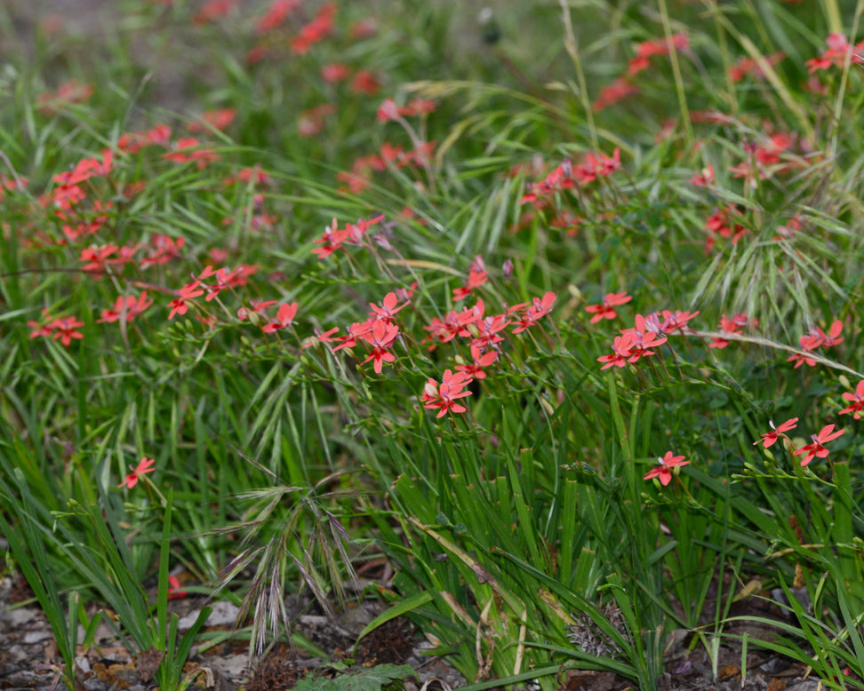 Anomatheca laxa