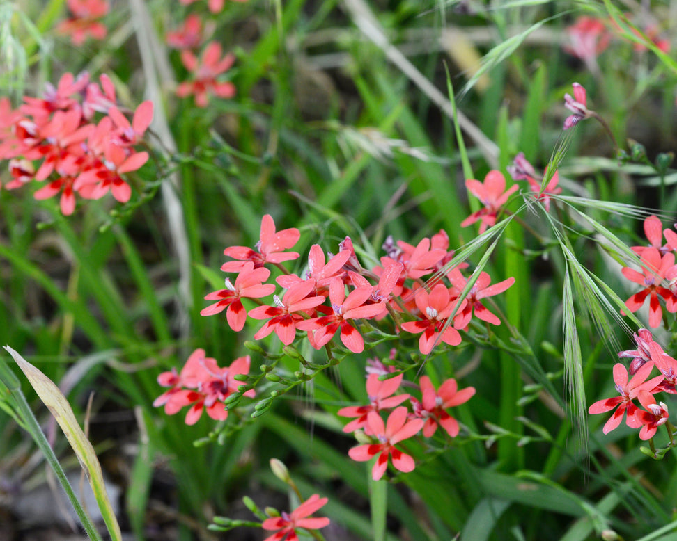 Anomatheca laxa