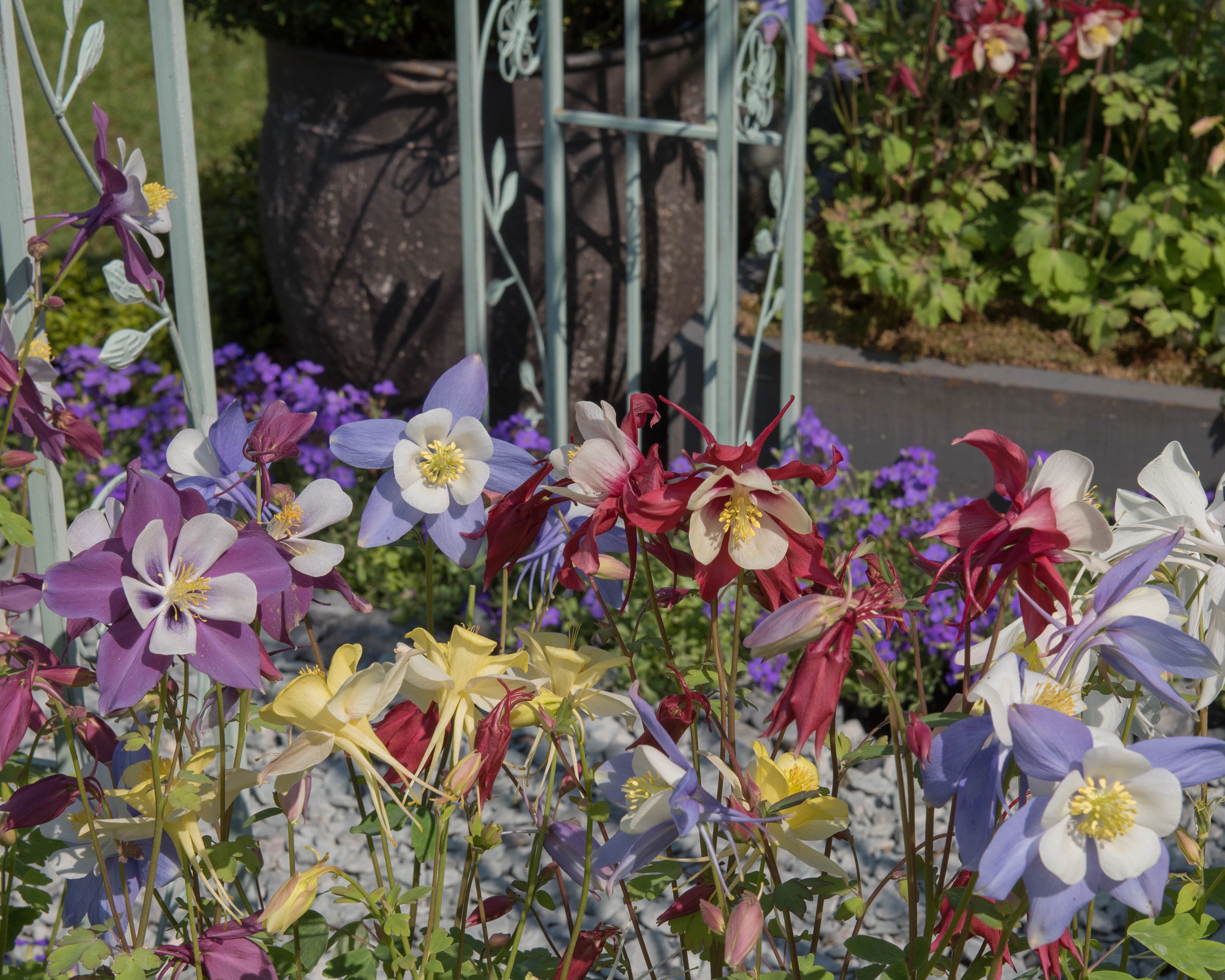 Columbine Roots Aquilegia 'Columbine Mix' bare roots | Buy mixed 'Granny's Bonnets ...