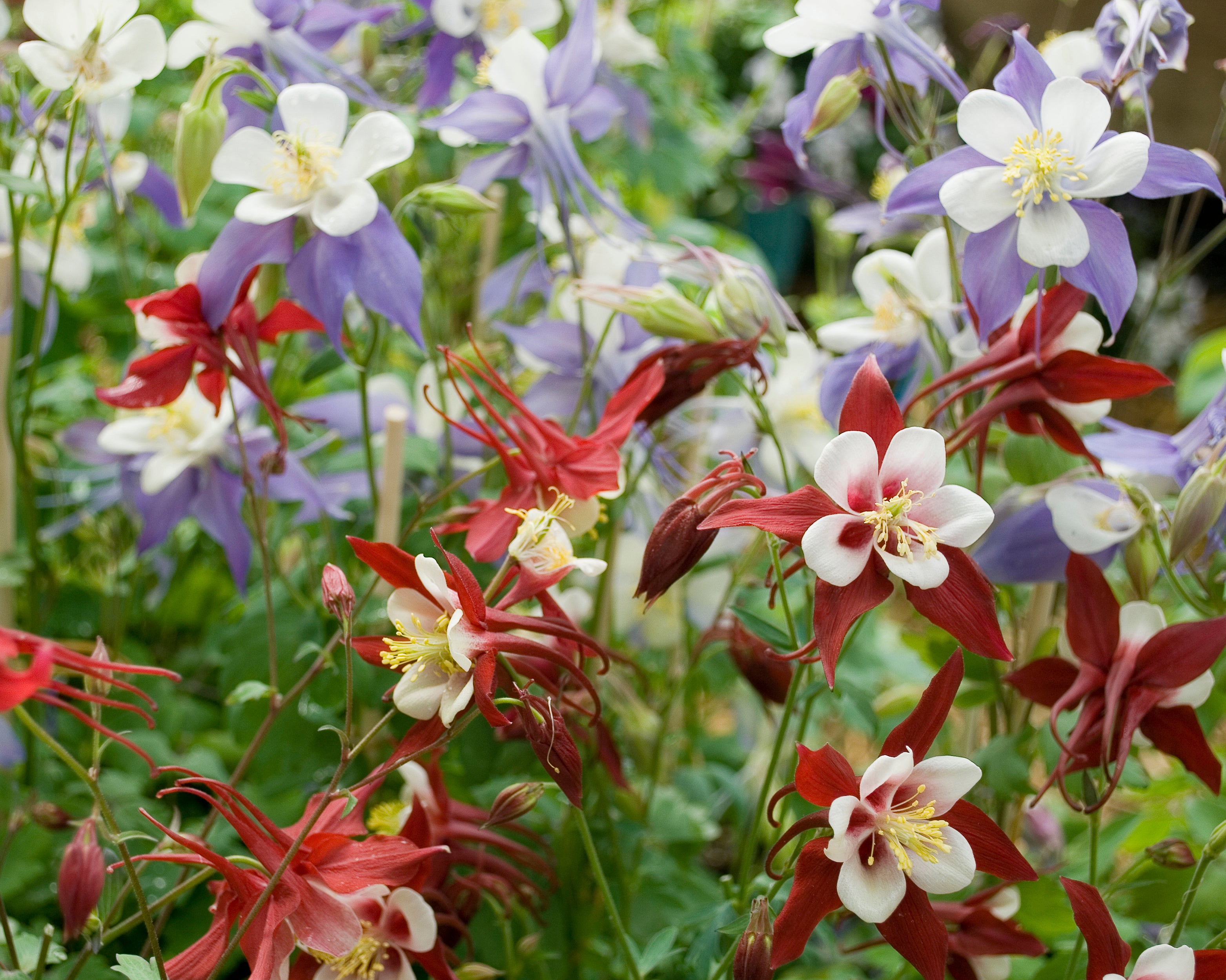 Columbine Roots Aquilegia 'Columbine Mix' bare roots | Buy mixed 'Granny's Bonnets ...