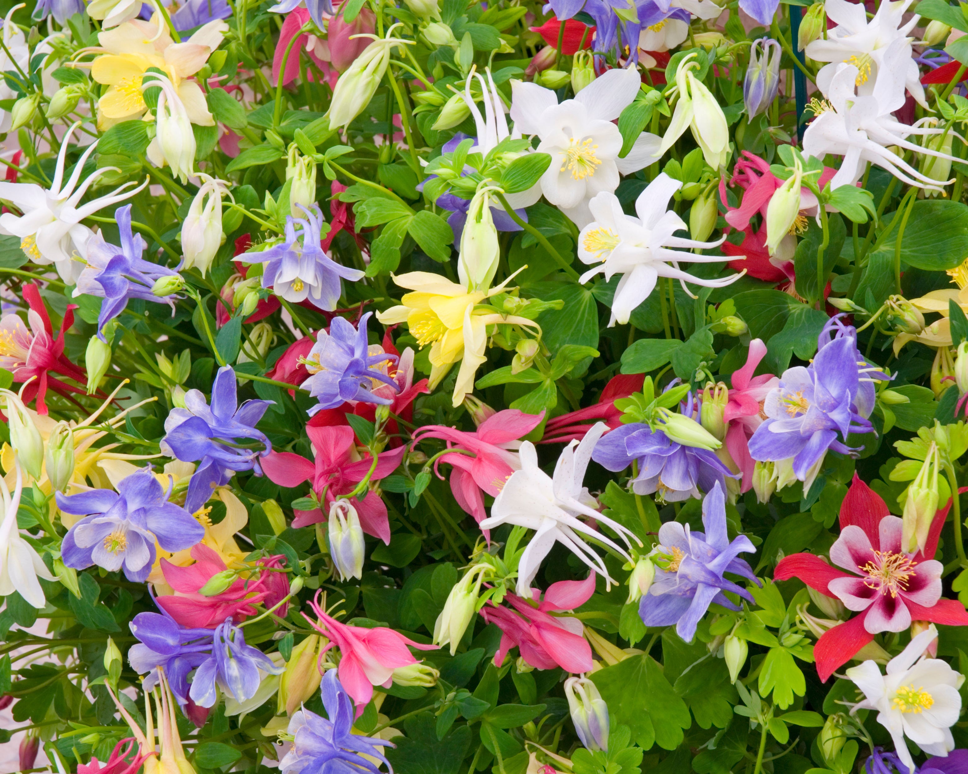 Columbine Roots Aquilegia 'Columbine Mix' bare roots | Buy mixed 'Granny's Bonnets ...