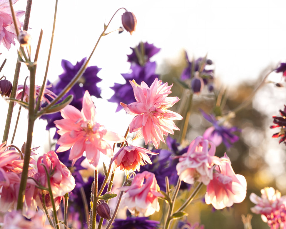 Aquilegia 'Nora Barlow'