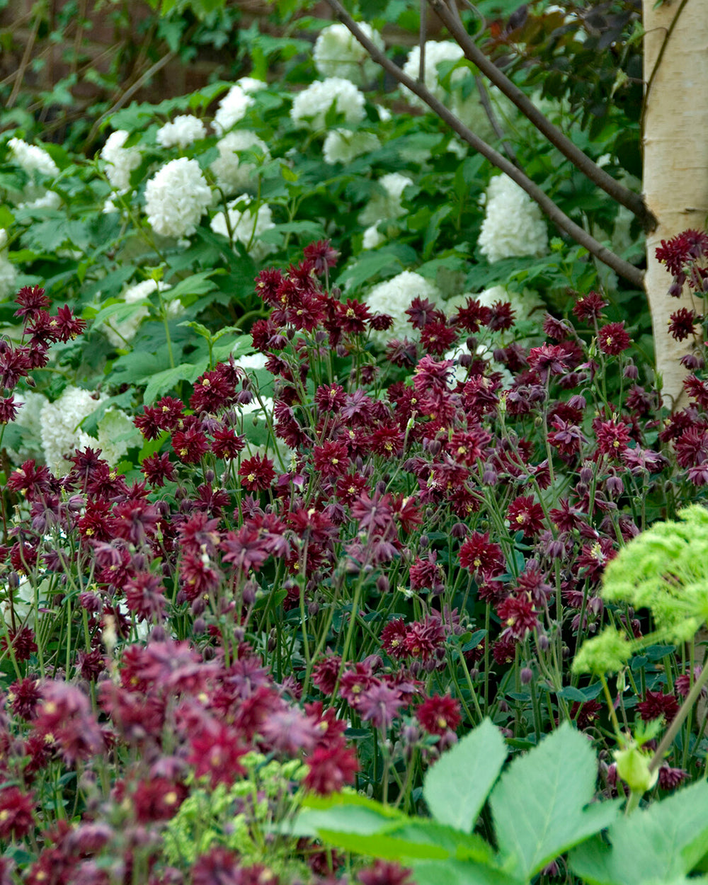 Aquilegia 'Ruby Port' bare roots | Buy claret-red double 'Columbines ...