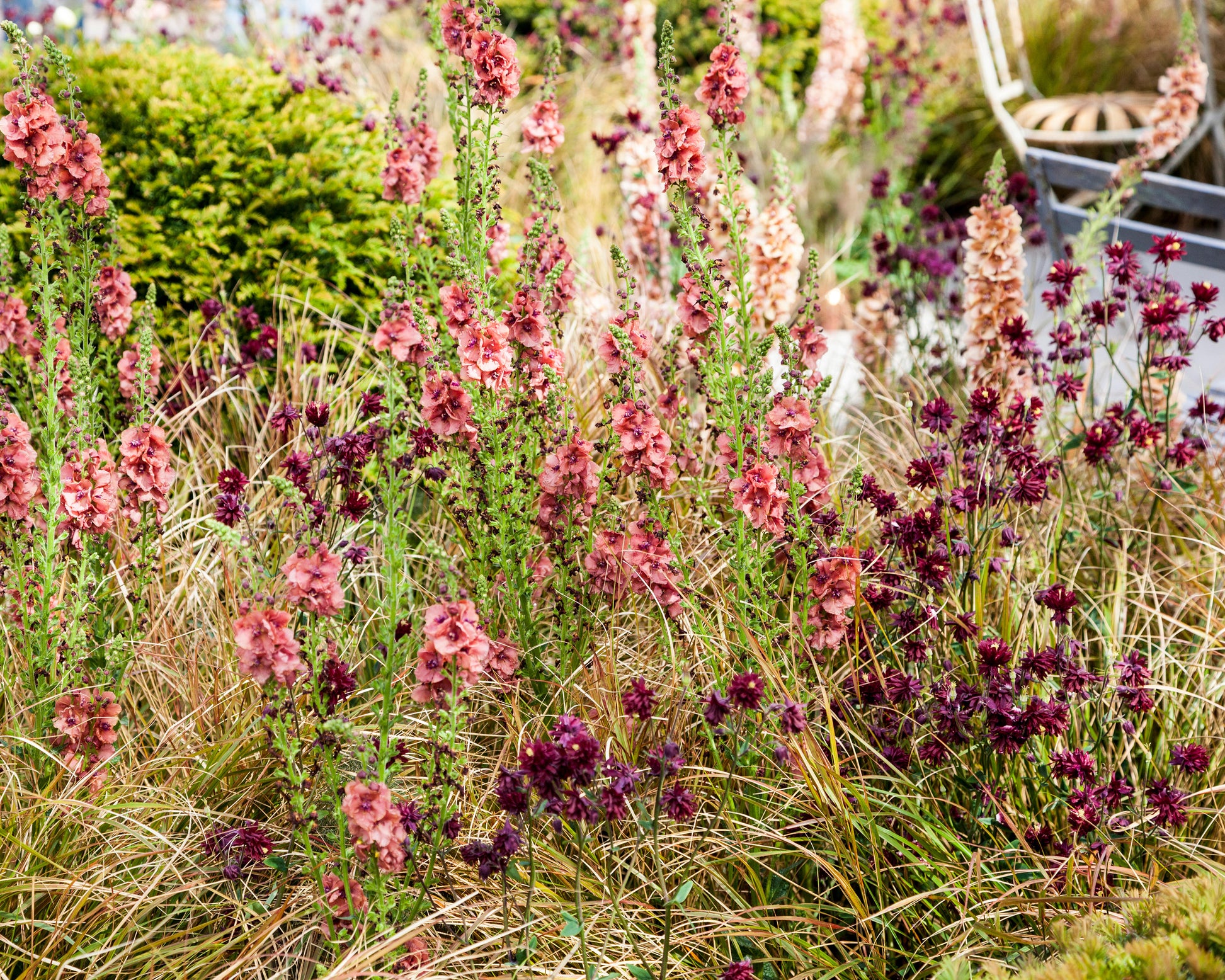 Aquilegia 'Ruby Port' bare roots | Buy claret-red double 'Columbines ...