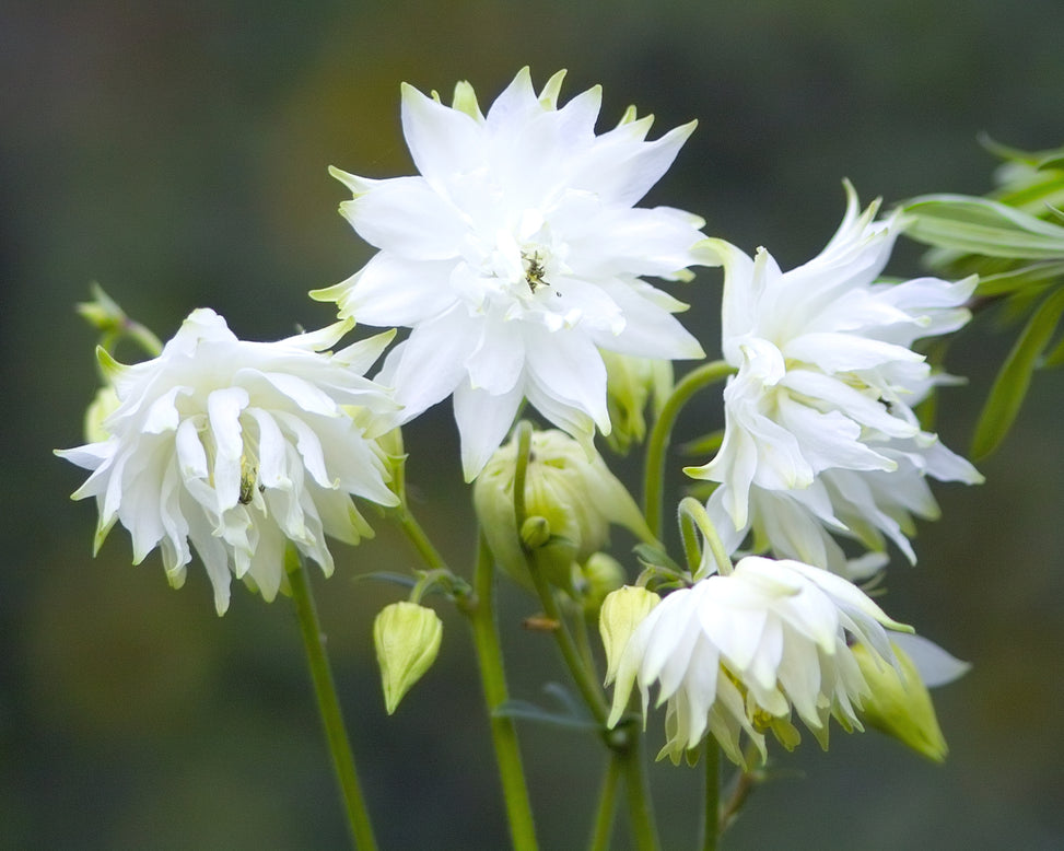 Aquilegia 'White Barlow'