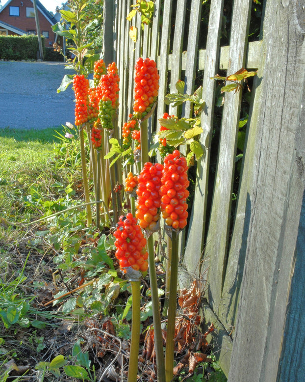 Arum italicum