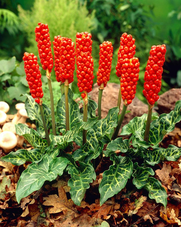 Arum italicum