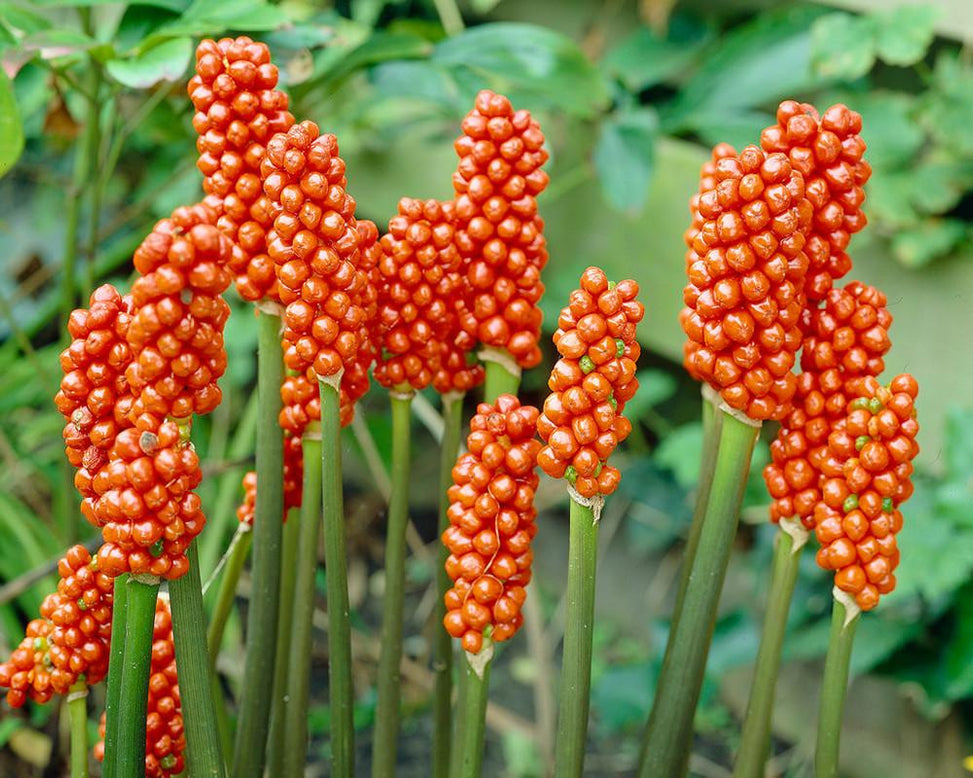 Arum italicum