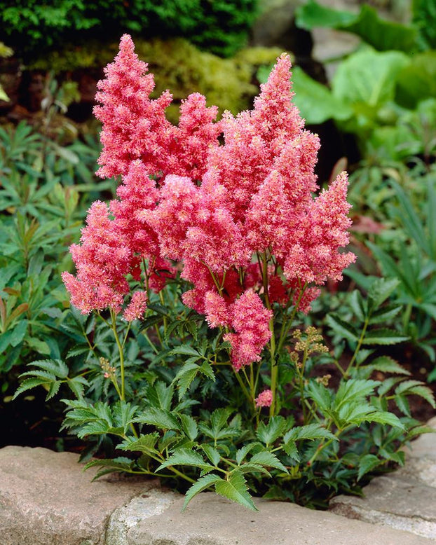 Astilbe 'Cotton Candy'