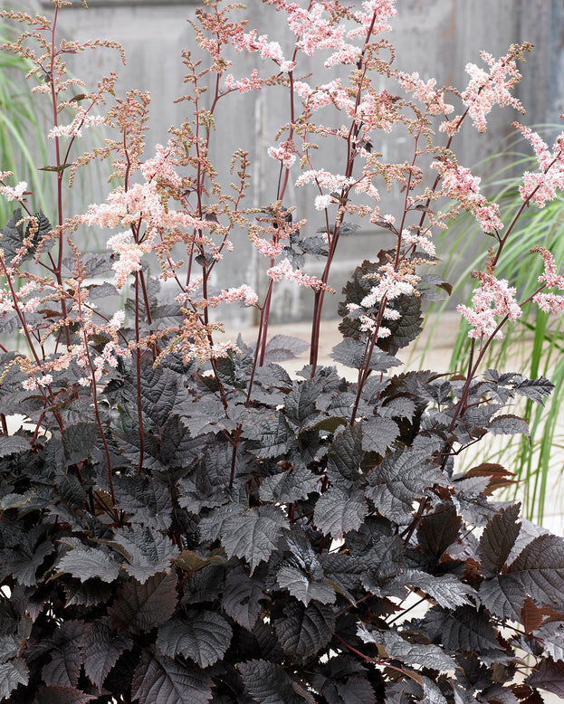 Astilbe 'Chocolate Shogun'