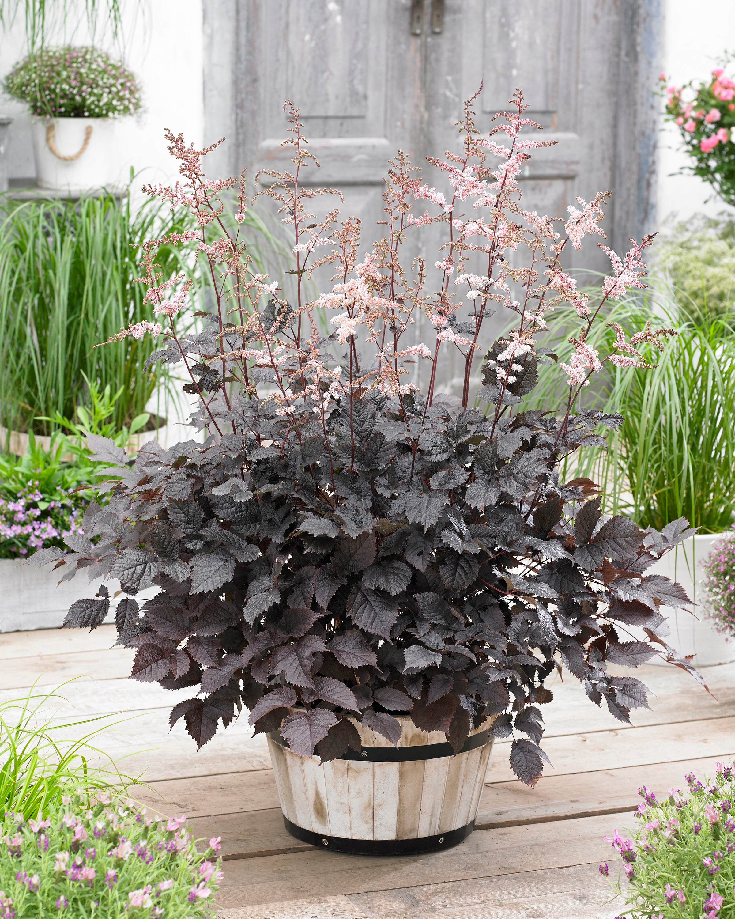 Astilbe 'Chocolate Shogun' bare roots — Buy chocolate brown astilbe ...