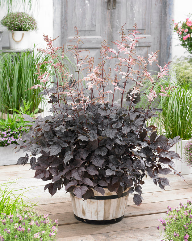 Astilbe 'Chocolate Shogun'