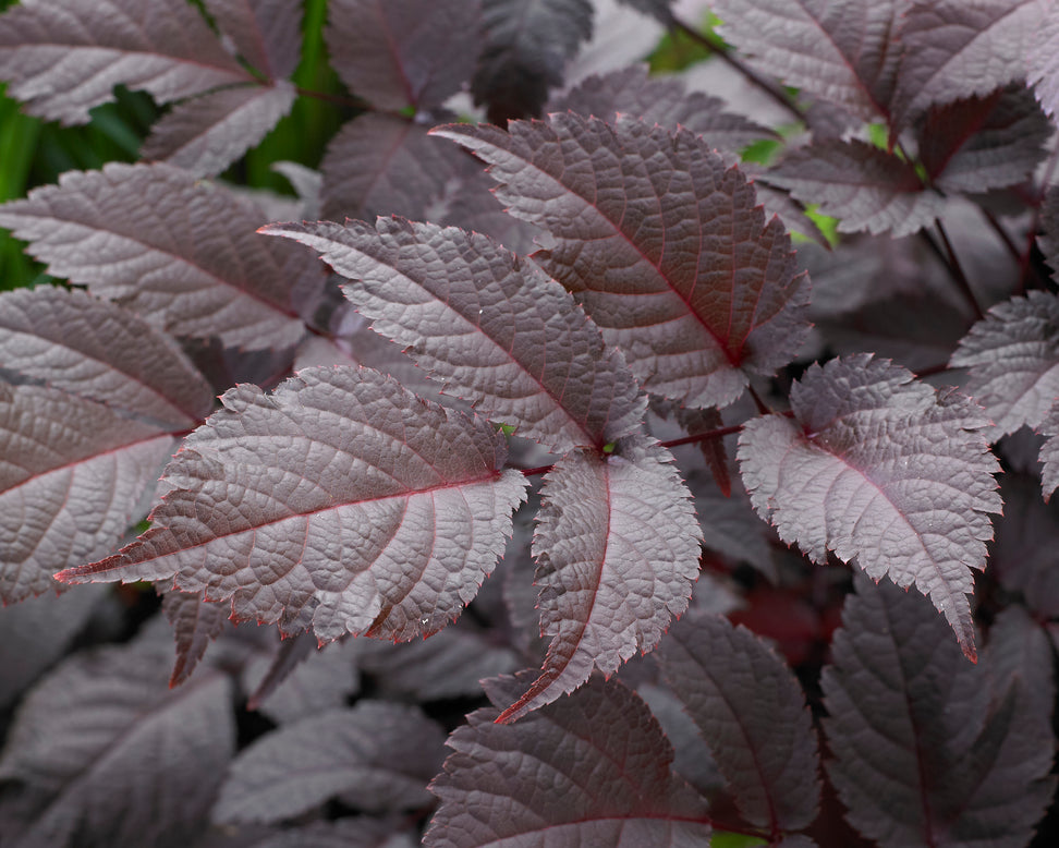 Astilbe 'Chocolate Shogun'