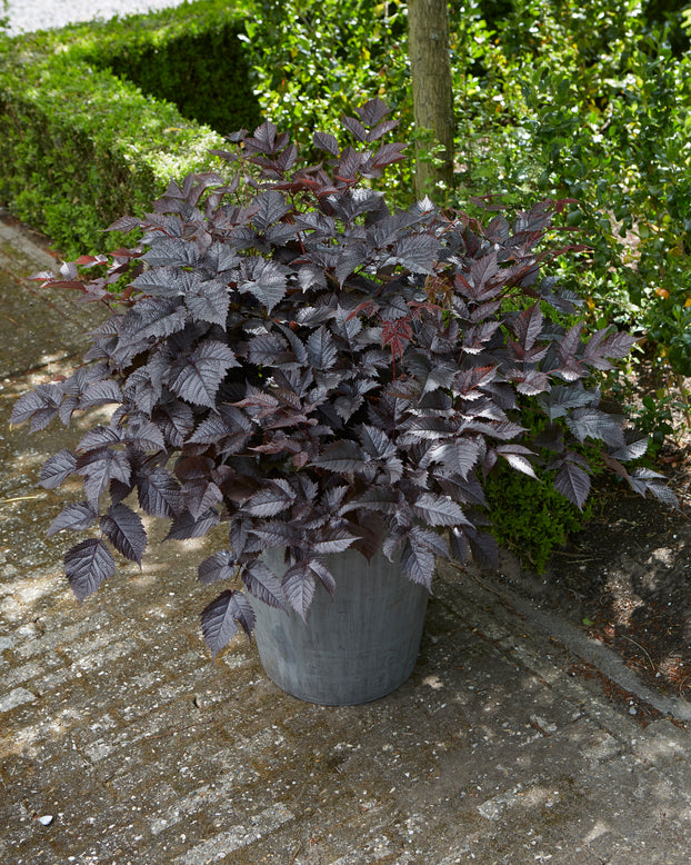 Astilbe 'Chocolate Shogun'