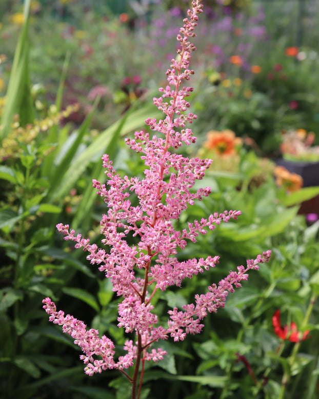 Astilbe 'Cotton Candy'