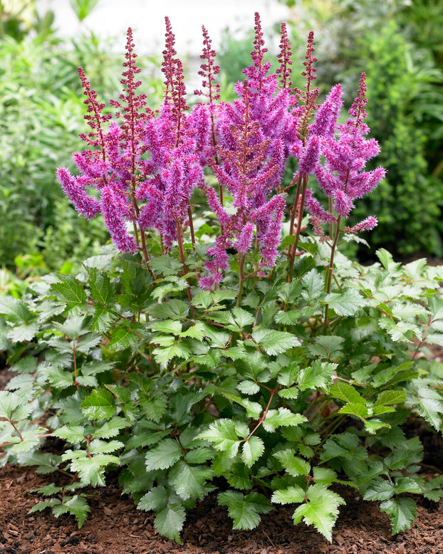 Astilbe 'Purple Rain'