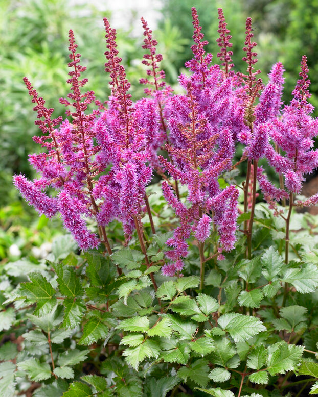 Astilbe 'Purple Rain'