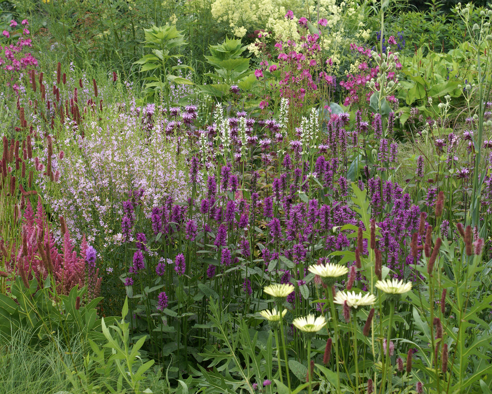 Stachys 'Hummelo'