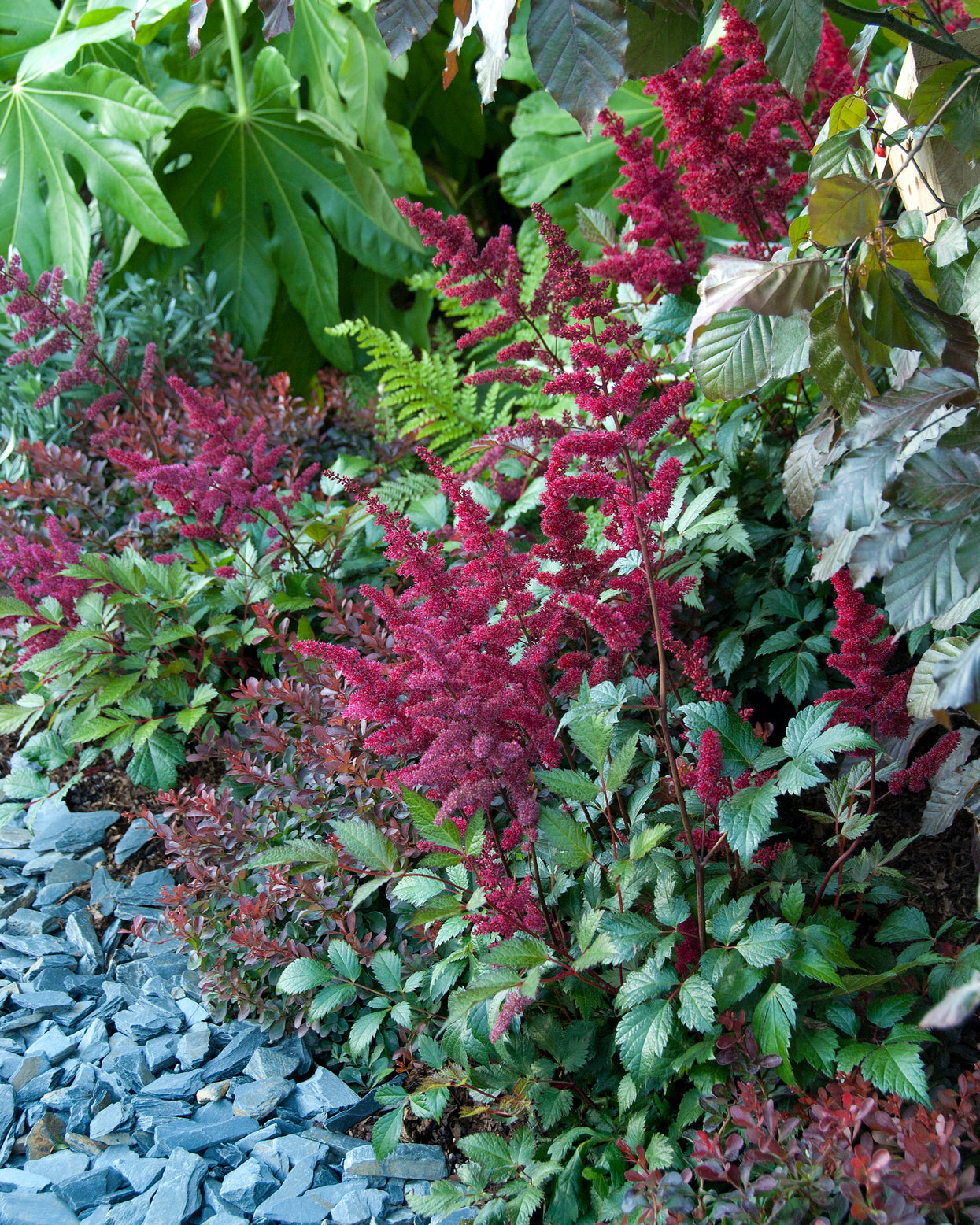 Astilbe chinensis 'Vision in Red' bare roots | Buy dark purple-red ...