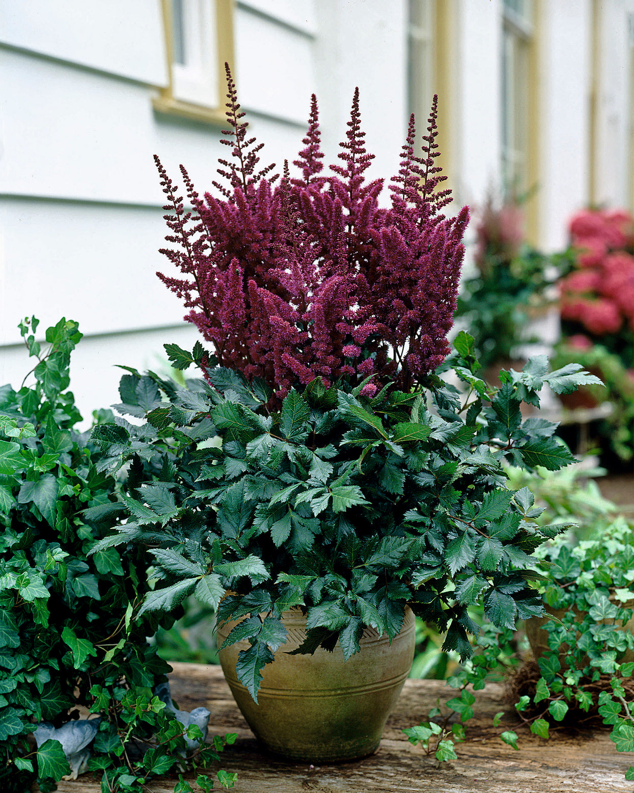 Astilbe chinensis 'Vision in Red' bare roots | Buy dark purple-red ...