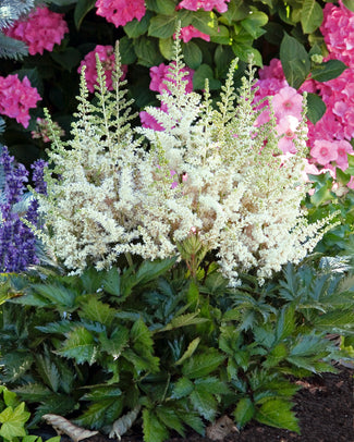 Astilbe 'Vision in White'