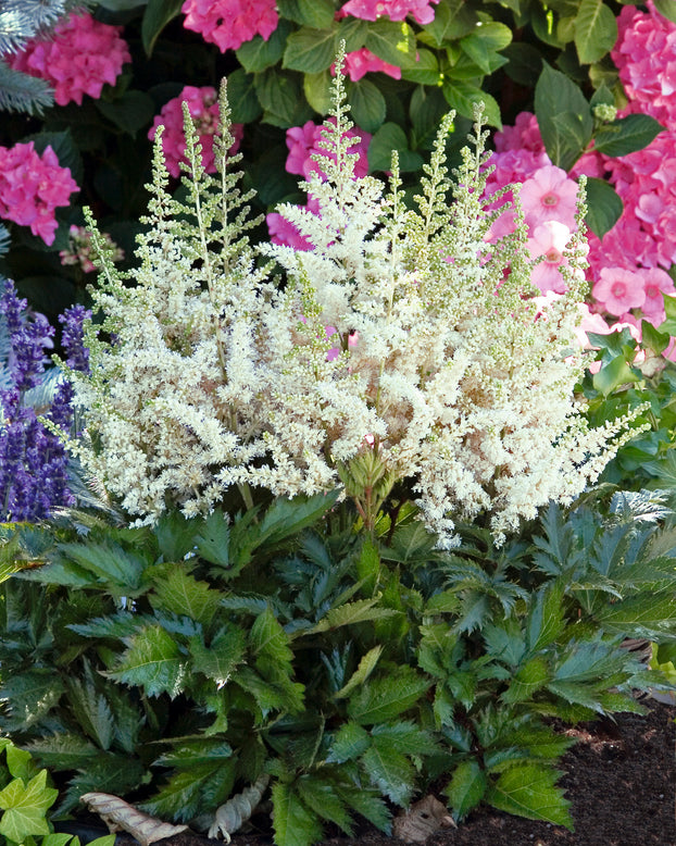 Astilbe 'Vision in White'