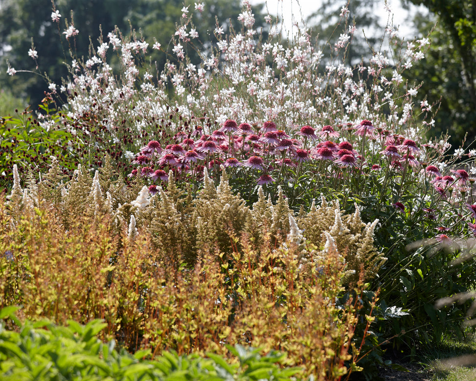 Astilbe 'Vision in White'