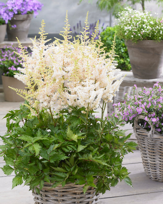 Astilbe 'Vision in White'