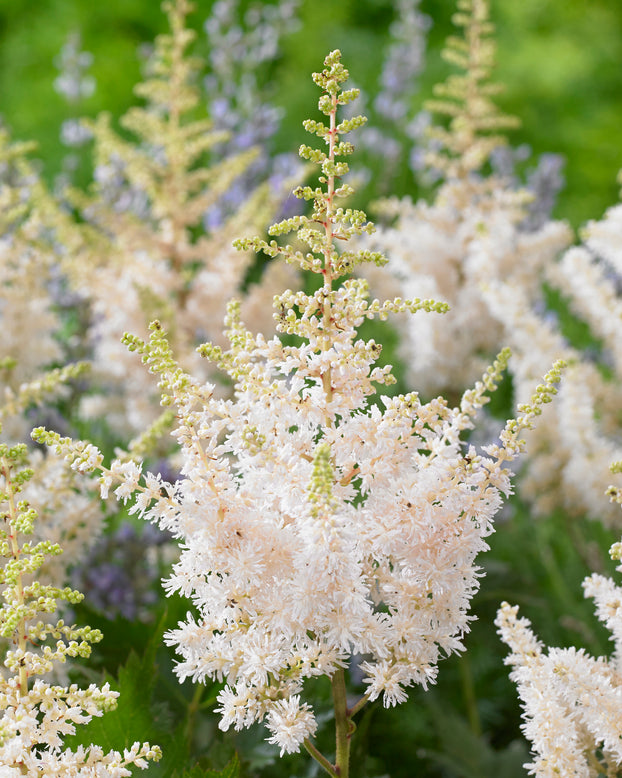 Astilbe 'Vision in White'
