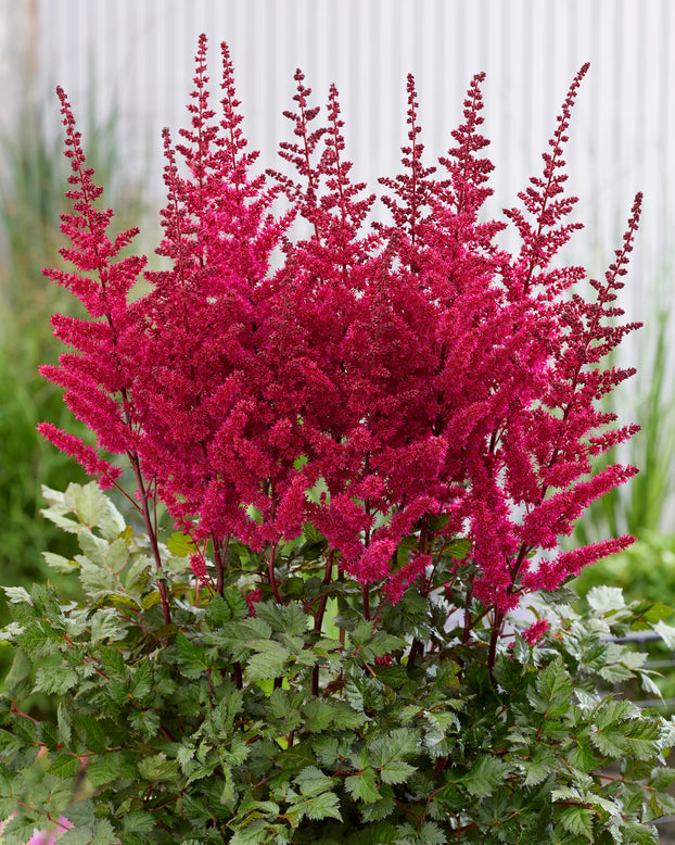 Astilbe 'Vision Volcano'