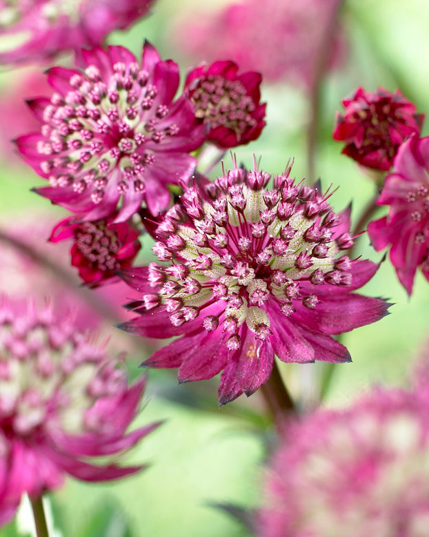 Astrantia 'Abbey Road'