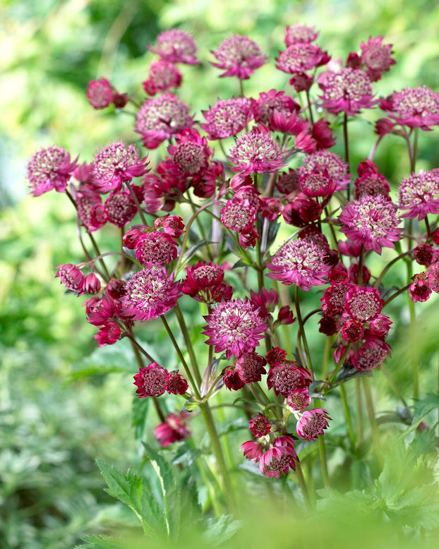 Astrantia 'Abbey Road'