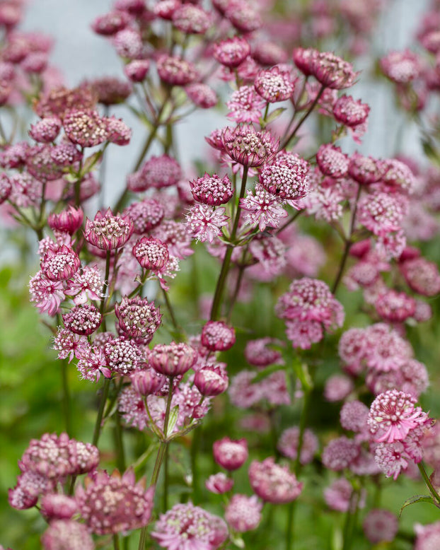 Astrantia 'Abbey Road'