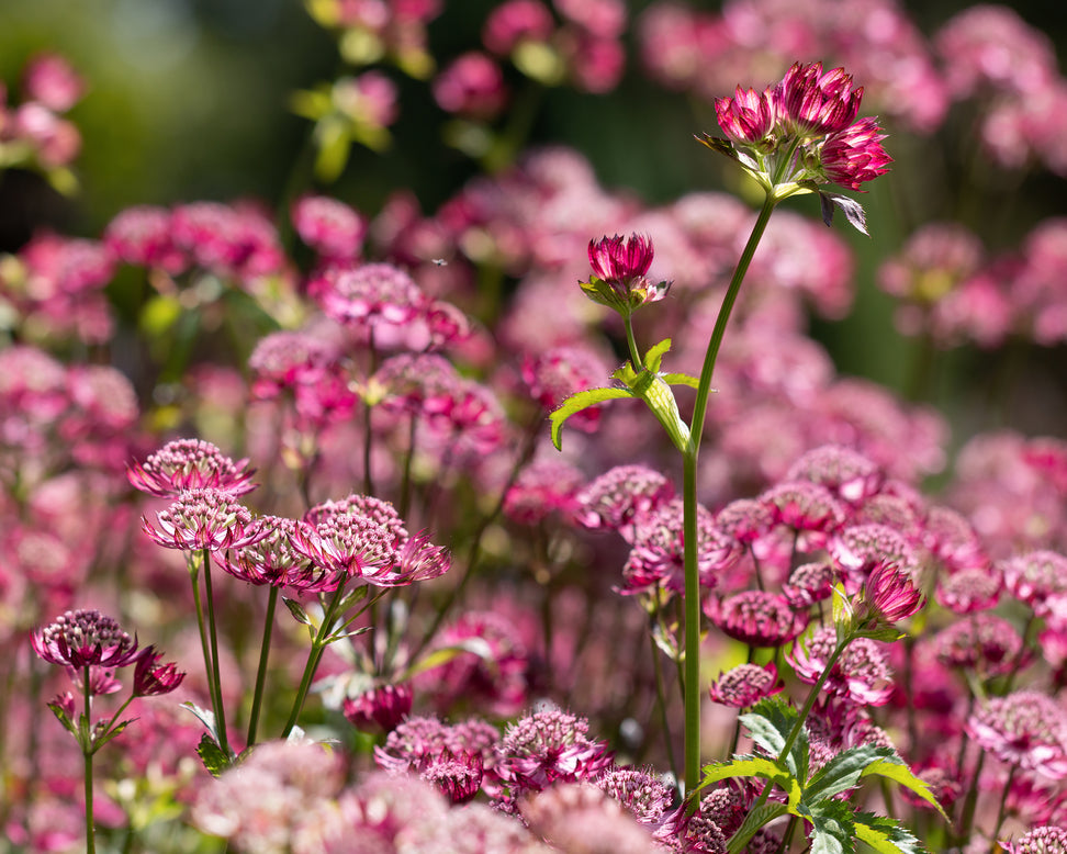 Astrantia 'Abbey Road'