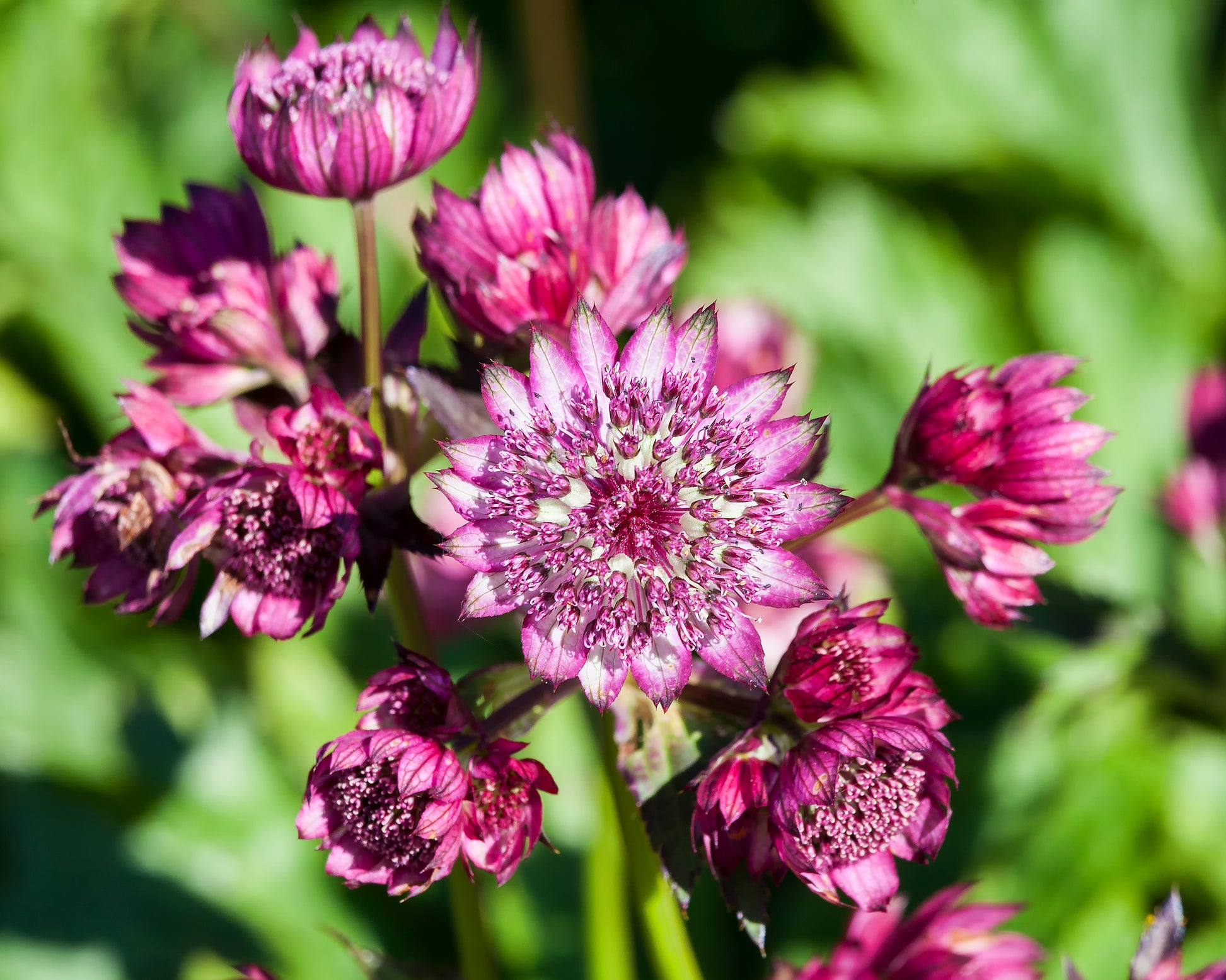 Astrantia major 'Abbey Road' bare roots — Buy pink 'Aunt Hattie's