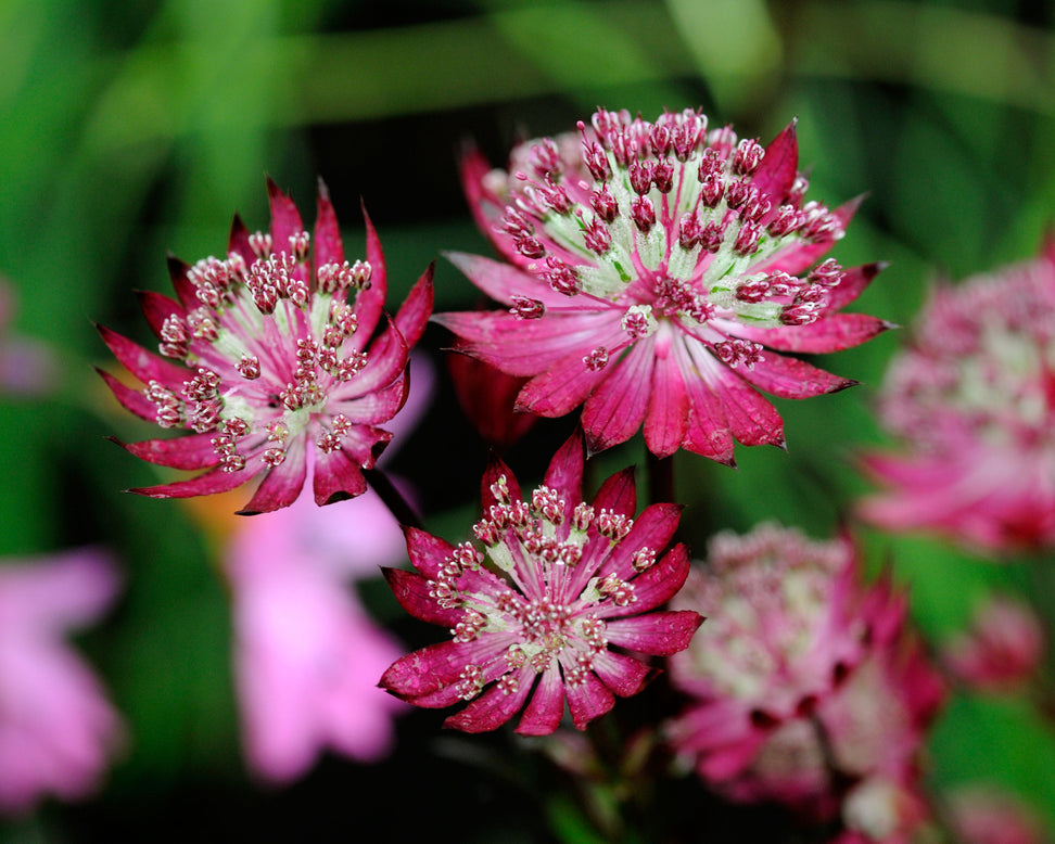 Astrantia 'Claret'