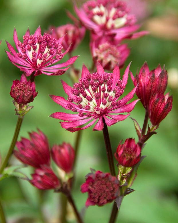 Astrantia 'Claret'